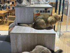 -藏猫猫咖啡主题馆(中央大道店)