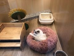 -momokira米努特·德文卷毛猫·棉花面纱犬