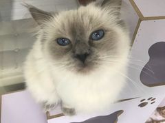 -喵的天空名猫咖啡馆·撸猫·猫舍·用品