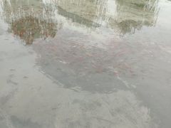 -白洋淀景区