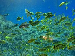 -芜湖新华联大白鲸海洋公园