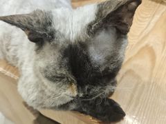 -藏猫猫咖啡主题馆(中央大道店)