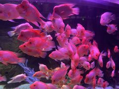 -泉城欧乐堡海洋极地世界