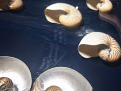 -青岛贝壳博物馆