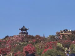 -贵州百里杜鹃风景名胜区