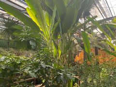 -呀路古热带植物园