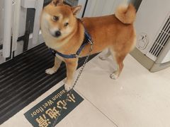 -悦宠凯宝动物医院·牙科·皮肤科(朝阳北路店)