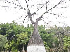 -东莞植物园