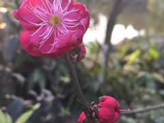 -龙头寺公园