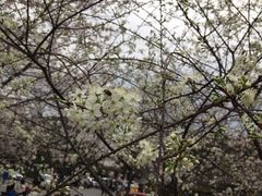 -武汉大学-樱园