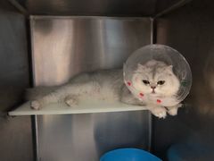 住院期间-北京恒爱动物医院(清景园分院)