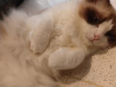 -飞行喵MR PILOT|猫舍·猫咖(静安大融城店)