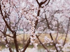 -桃花堤公园