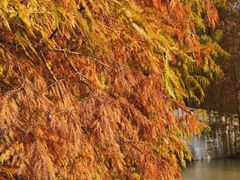 -上海海湾国家森林公园