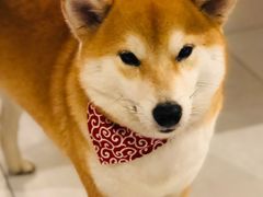 -柴务处·柴犬主题狗咖