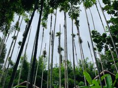 -海南槟榔谷黎苗文化旅游区