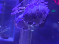 -太平洋海底世界