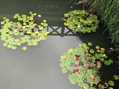 -荷塘月色湿地公园·向阳花洲