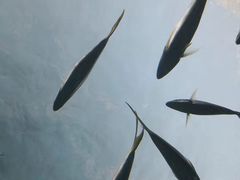 -瑞普利水族馆