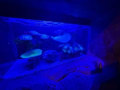 -悉尼海洋生物水族馆