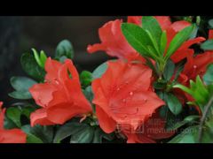 -青峰峡国家森林公园