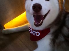 -Husky Go! 哈士奇体验馆·宠物咖啡厅狗咖