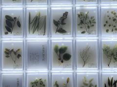 -广东中医药博物馆