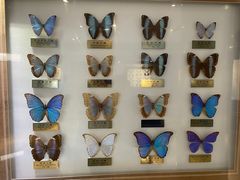 -上海昆虫博物馆