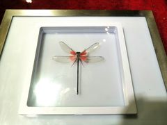 -上海昆虫博物馆