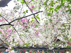 -深圳国际园林花卉博览园