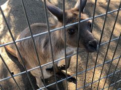 -费瑟代尔野生动物园