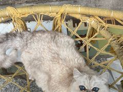 -喵屿·大理花园猫咖