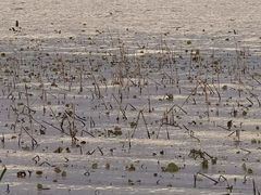 -西昌邛海湿地