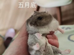 -钓仓鼠(洋桥北里小区店)