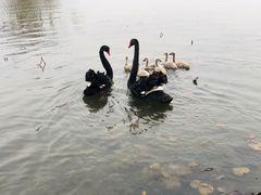 -长兴太湖图影湿地文化园