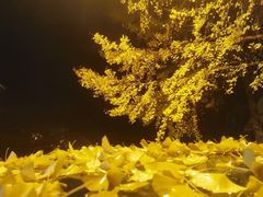 -成都南湖公园