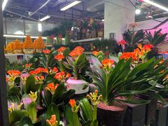 -花鸟鱼虫鲜花绿植市场(玉泉路店)