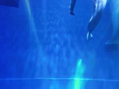 -芜湖新华联大白鲸海洋公园