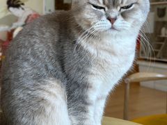 -Let's go狗咖·猫咖·奶狗·桌游(春熙路IFS店)