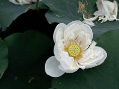 -厦门园林博览苑