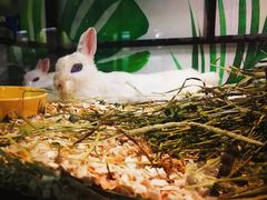 -藦茜花园宠物主题亲子互动体验馆(国顺东路店)