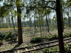 -合肥滨湖国家森林公园