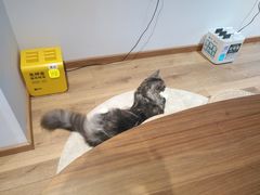 -瞄一喵猫咖(格力海岸店)