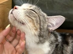-MOCHA明星猫咖(田子坊店)