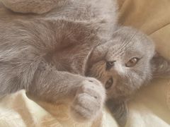 -菲丽丝宠物医院·24小时·猫科中心·免疫点(淮海分院)