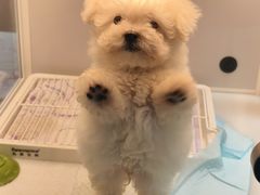 -翊宠yipet猫狗购宠庄园