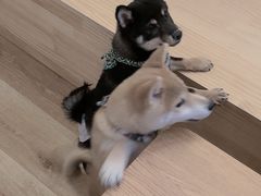 -柴犬小屋·柴餐厅·狗咖食堂(金鼎广场店)