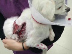-美联众合宠物医院·爱萌分院·内外科·猫科中心