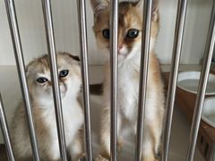 -东方名猫馆·英短金渐层布偶猫舍(环线广场1号楼店)