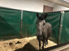 -李振强马术运动推广中心(南城店)